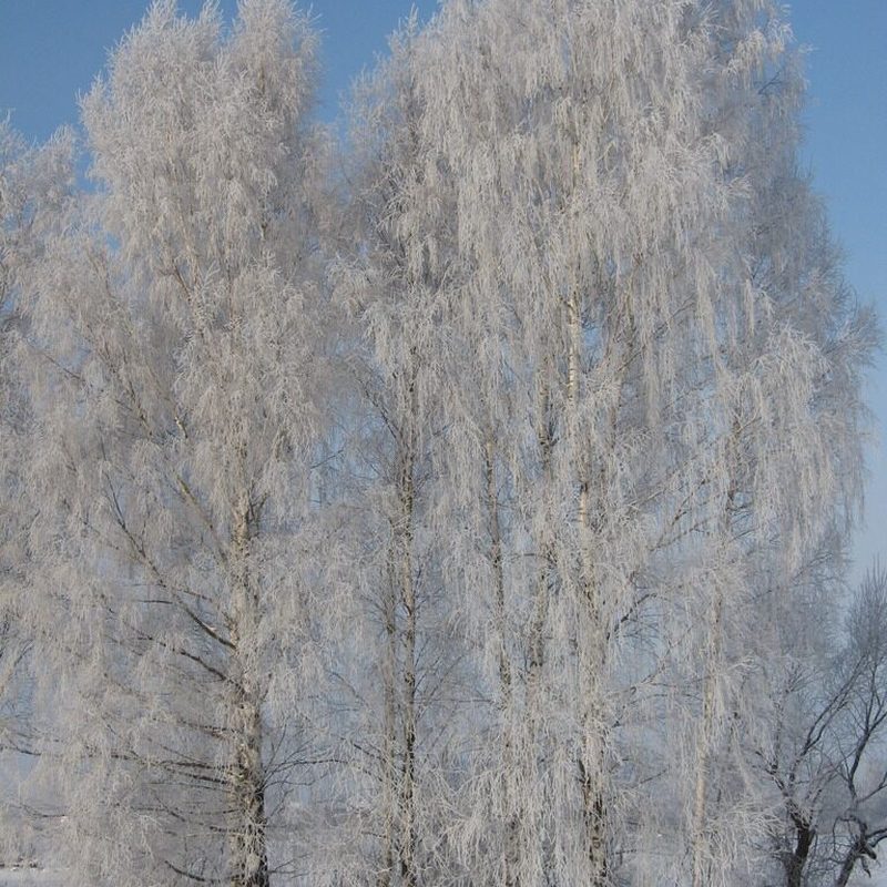 зима_3